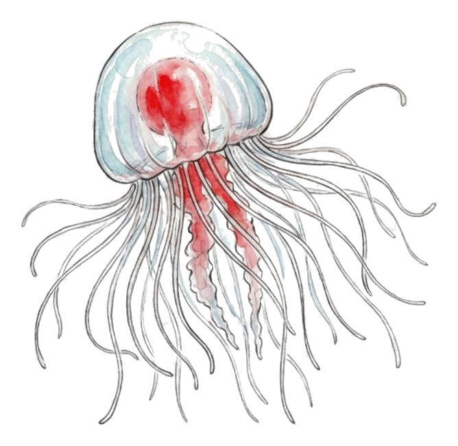 ベニクラゲのイラスト